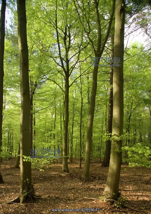 : Beech plantation in Thetford Forest : Beech plantation in Thetford Forest