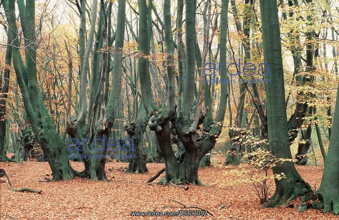 : BEECH POLLARDS : BEECH POLLARDS