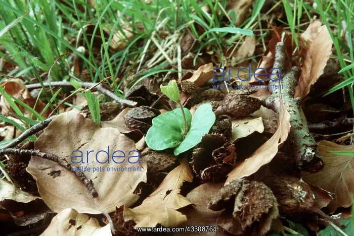 : BEECH SEEDLING - Germinating Beech Seedling, on : BEECH SEEDLING - Germinating Beech Seedling, on
