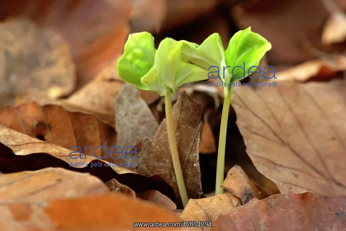 : Beech shoot - pushing it's way through a layer : Beech shoot - pushing it's way through a layer
