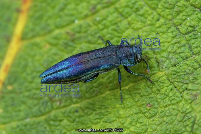 : Beech splendour beetle (Agrilus viridis), Fontaine : Beech splendour beetle (Agrilus viridis), Fontaine