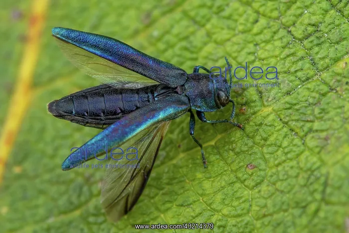 : Beech splendour beetle (Agrilus viridis), Fontaine : Beech splendour beetle (Agrilus viridis), Fontaine