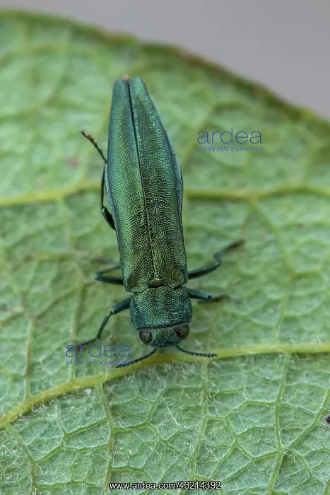 : Beech splendour beetle (Agrilus viridis), Fontaine : Beech splendour beetle (Agrilus viridis), Fontaine