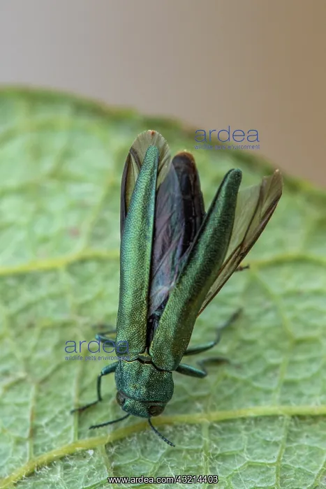 : Beech splendour beetle (Agrilus viridis), Fontaine : Beech splendour beetle (Agrilus viridis), Fontaine