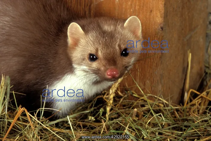 : Beech / Stone Marten : Beech / Stone Marten