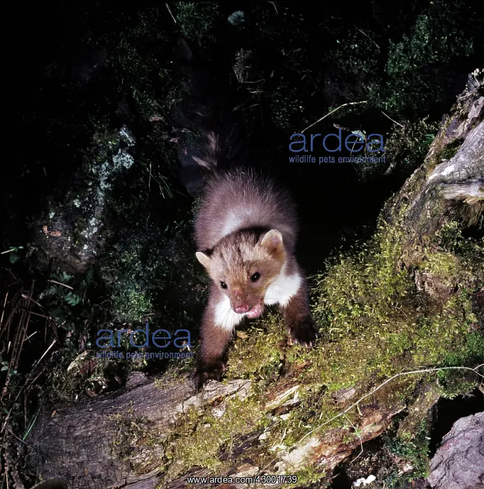 : Beech / Stone Marten : Beech / Stone Marten