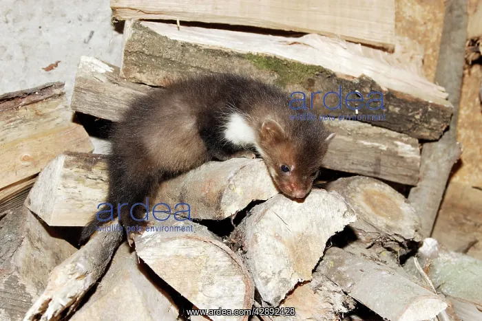 : Beech / Stone Marten - 5 weeks old : Beech / Stone Marten - 5 weeks old