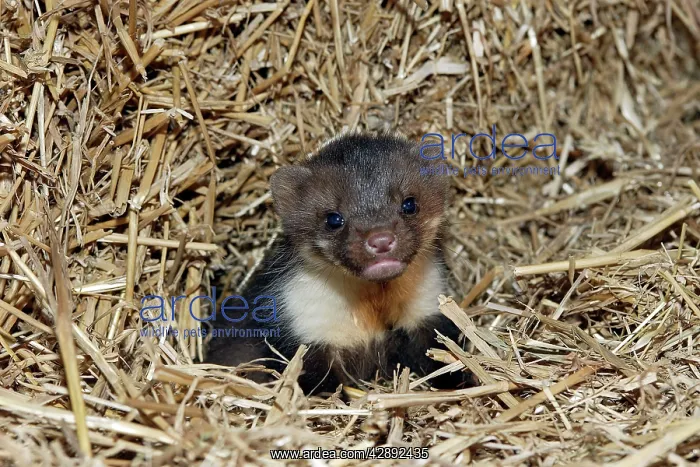 : Beech / Stone Marten - 5 weeks old : Beech / Stone Marten - 5 weeks old