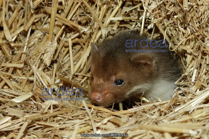 : Beech / Stone Marten - 5 weeks old : Beech / Stone Marten - 5 weeks old