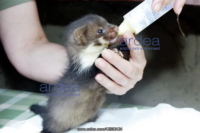 : Beech / Stone Marten - 5 weeks old, being bottled fed : Beech / Stone Marten - 5 weeks old, being bottled fed