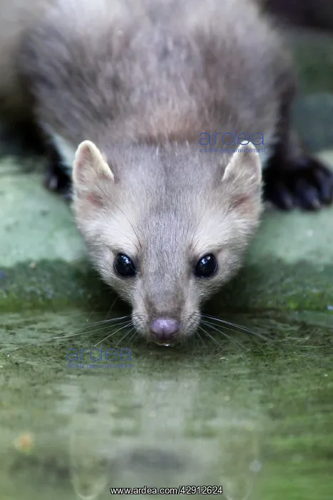 : Beech / Stone Marten - drinking from pool : Beech / Stone Marten - drinking from pool