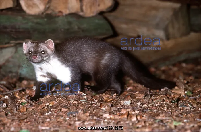 : BEECH / STONE MARTEN - by log pile : BEECH / STONE MARTEN - by log pile