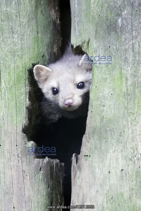 : Beech / Stone Marten - looking out of den entrance : Beech / Stone Marten - looking out of den entrance