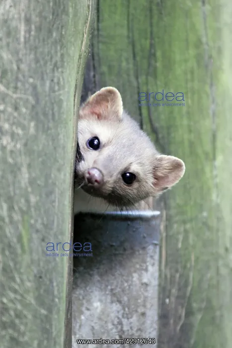 : Beech / Stone Marten - looking out of den entrance : Beech / Stone Marten - looking out of den entrance