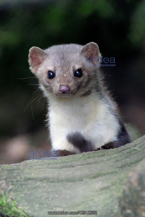 : Beech / Stone Marten - portrait of animal looking alert : Beech / Stone Marten - portrait of animal looking alert