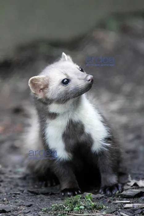 : Beech / Stone Marten - portrait showing white markings : Beech / Stone Marten - portrait showing white markings