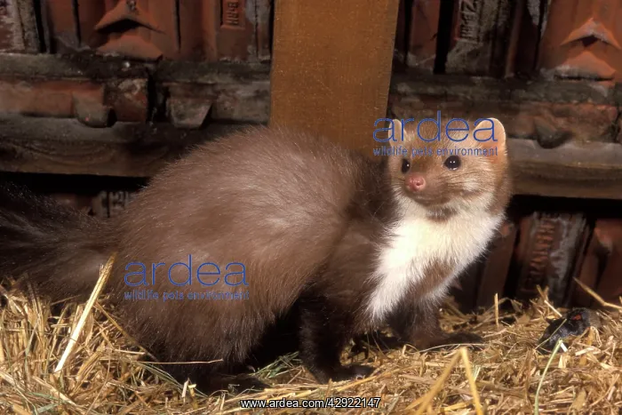 : Beech / Stone MARTEN - in roof space : Beech / Stone MARTEN - in roof space