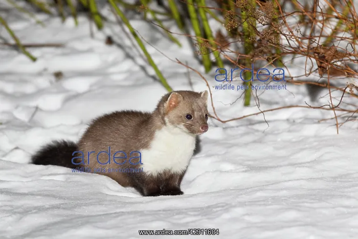 : Beech / Stone Marten - in snow covered garden : Beech / Stone Marten - in snow covered garden