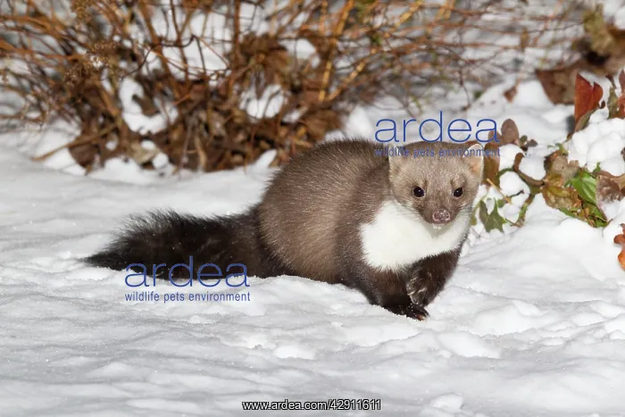  : Beech  /  Stone Marten - in snow covered garden