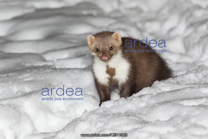 : Beech / Stone Marten - in snow covered garden : Beech / Stone Marten - in snow covered garden