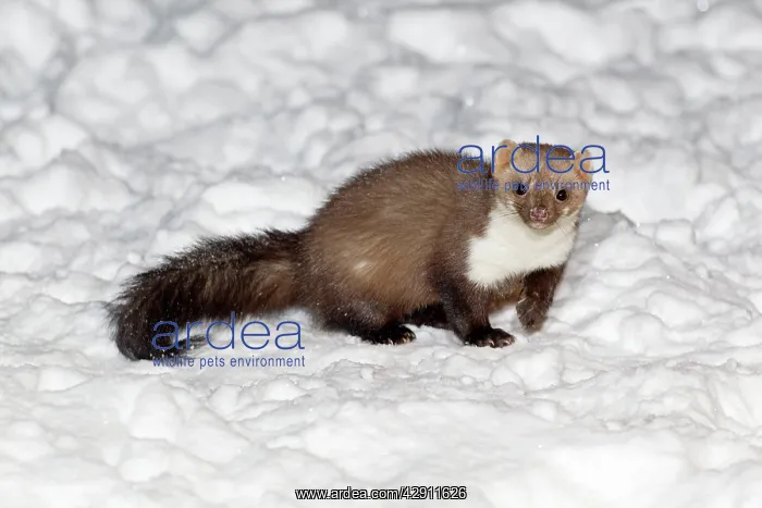 : Beech / Stone Marten - in snow covered garden : Beech / Stone Marten - in snow covered garden