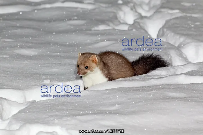 : Beech / Stone Marten - in snow covered garden : Beech / Stone Marten - in snow covered garden