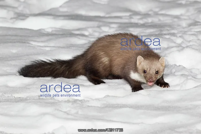 : Beech / Stone Marten - in snow covered garden : Beech / Stone Marten - in snow covered garden