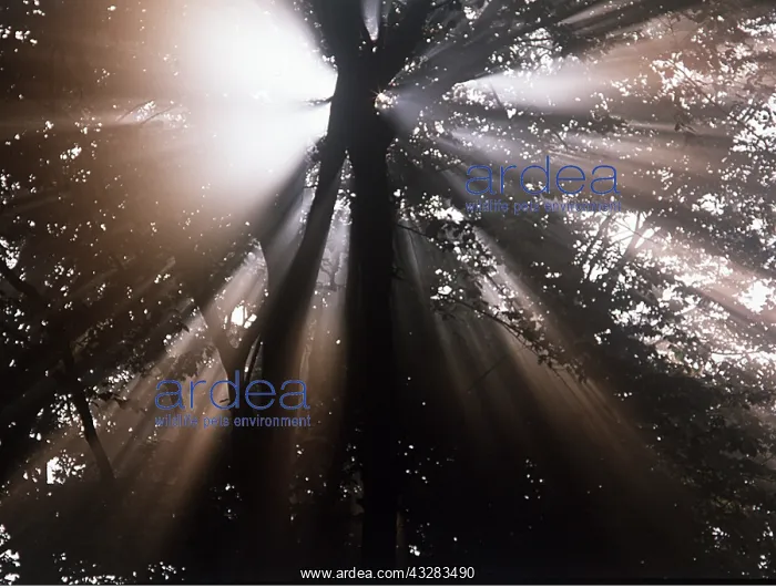 : BEECH - Sunburst in autumn mist, viewed from below : BEECH - Sunburst in autumn mist, viewed from below
