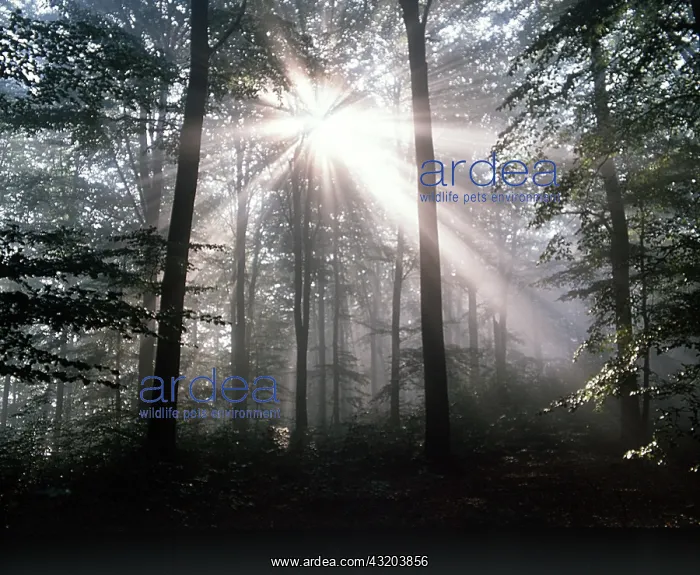 : BEECH - sunburst through Beech Tree : BEECH - sunburst through Beech Tree