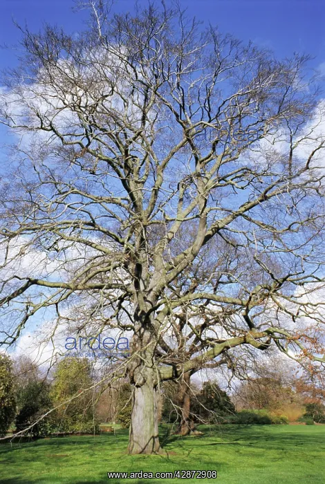  : Beech Tree