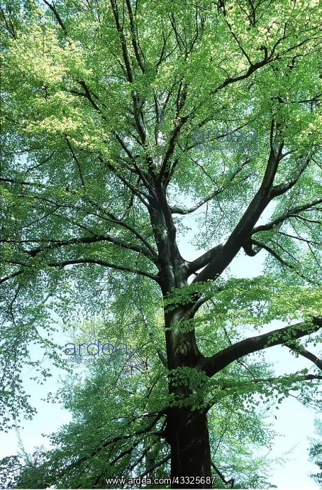 : BEECH TREE : BEECH TREE