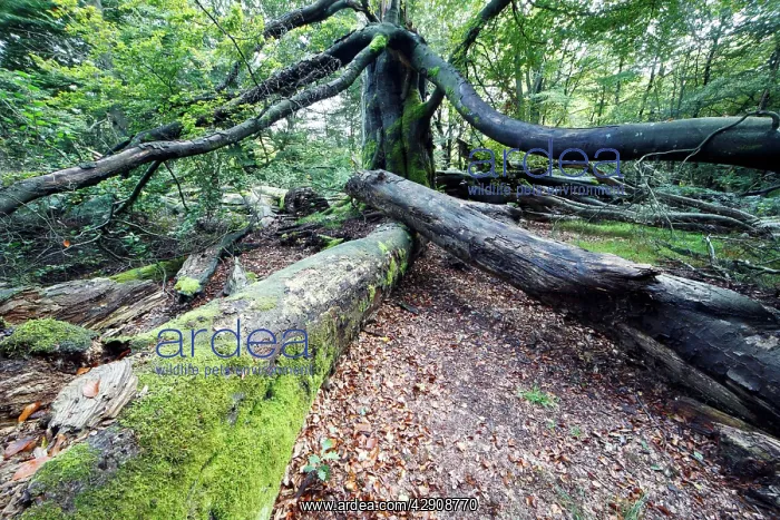 : Beech Tree - Ancient Forest in early autumn : Beech Tree - Ancient Forest in early autumn