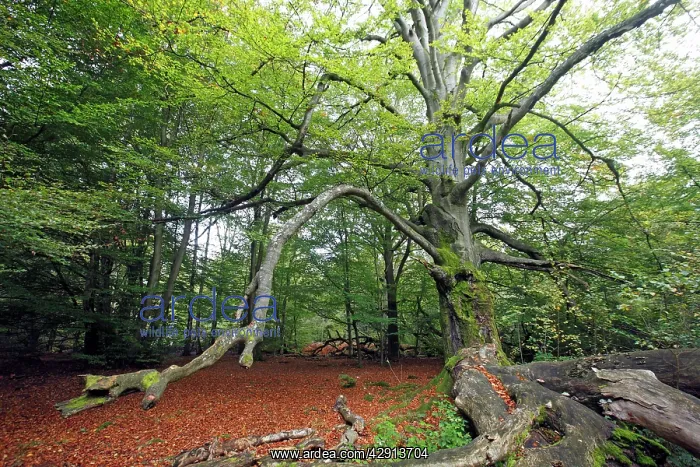 : Beech Tree - Ancient Forest in early autumn : Beech Tree - Ancient Forest in early autumn