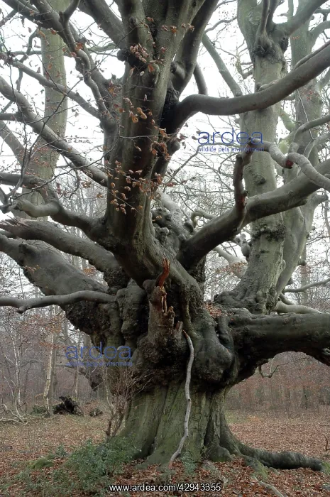 : Beech Tree: an ancient pollard in winter : Beech Tree: an ancient pollard in winter