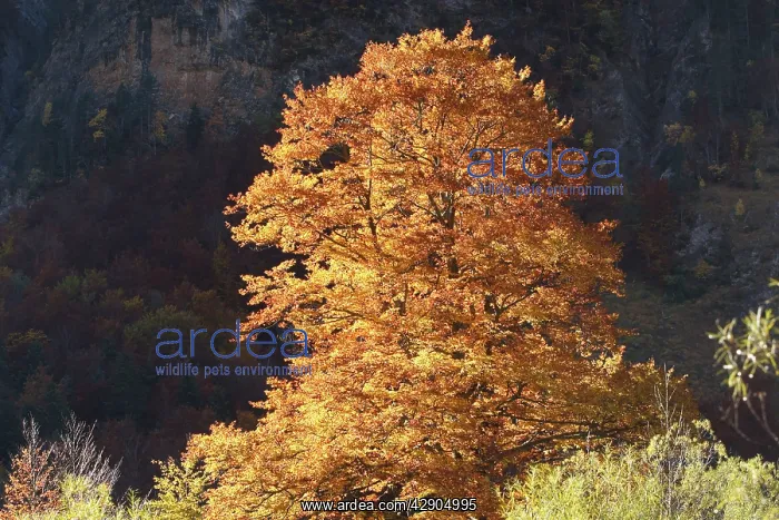 : Beech Tree - in Autumn : Beech Tree - in Autumn