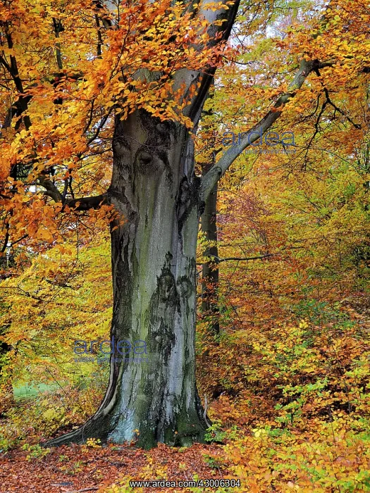 : Beech Tree Autumn : Beech Tree Autumn