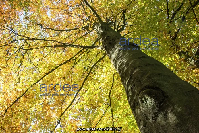 : Beech tree in autumn : Beech tree in autumn