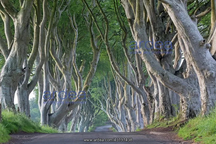 : Beech tree avenue, The Dark Hedges, Ballymoney : Beech tree avenue, The Dark Hedges, Ballymoney