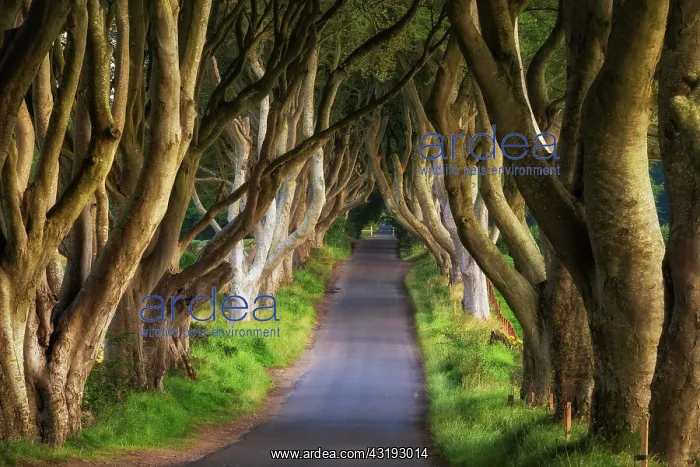 : Beech tree avenue, The Dark Hedges, Ballymoney : Beech tree avenue, The Dark Hedges, Ballymoney