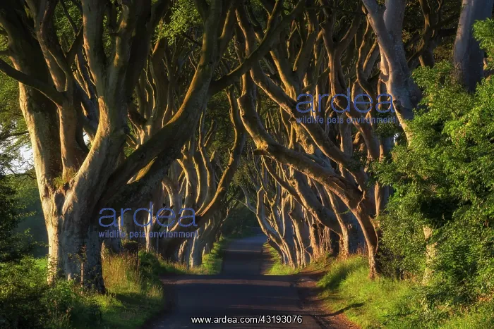 : Beech tree avenue, The Dark Hedges, Ballymoney : Beech tree avenue, The Dark Hedges, Ballymoney