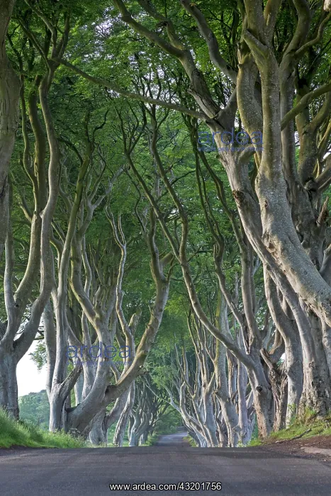 : Beech tree avenue, The Dark Hedges, Ballymoney : Beech tree avenue, The Dark Hedges, Ballymoney