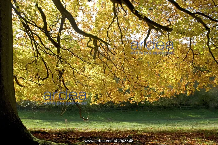 : Beech tree - Backlit in autumn colours : Beech tree - Backlit in autumn colours