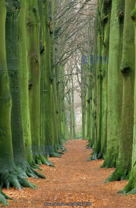 : Beech Tree - beech avenue in autumn