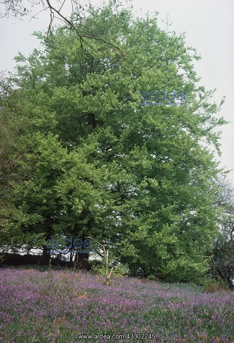 : BEECH TREE and BLUEBELLS : BEECH TREE and BLUEBELLS
