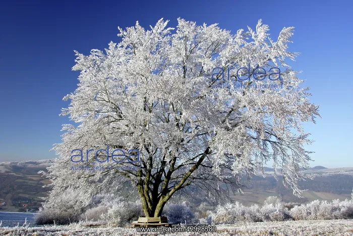 : BEECH Tree - covered with frost and snow : BEECH Tree - covered with frost and snow