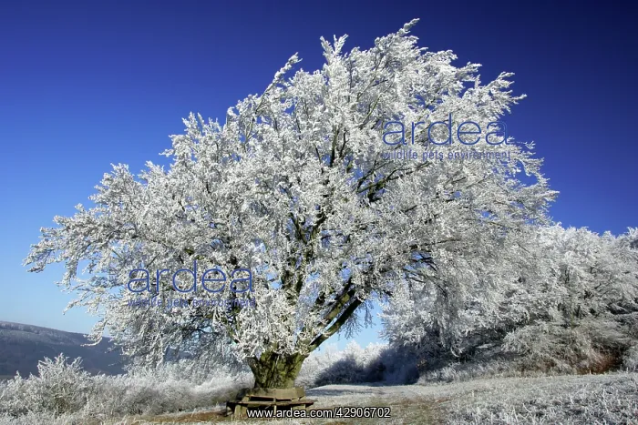  : Beech Tree - Covered with snow and frost in winter