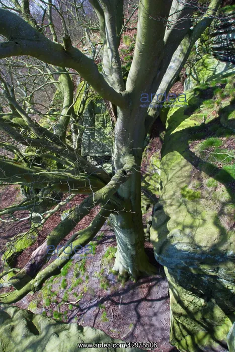 : Beech Tree - beside Crags : Beech Tree - beside Crags