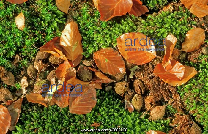 : Beech Tree - Fallen leaves & Mast : Beech Tree - Fallen leaves & Mast