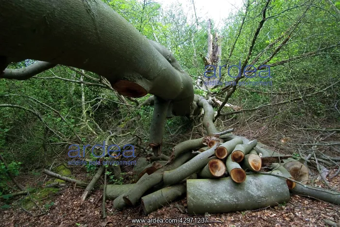 : Beech Tree - fallen - tidied to allow access to walkers : Beech Tree - fallen - tidied to allow access to walkers