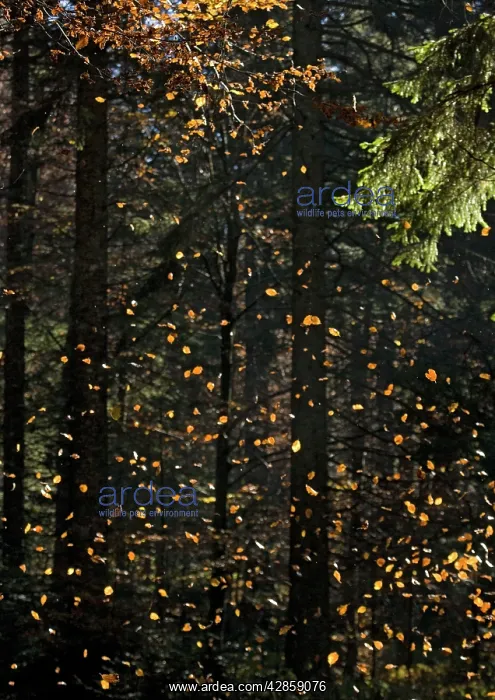 : Beech Tree - Falling leaves : Beech Tree - Falling leaves